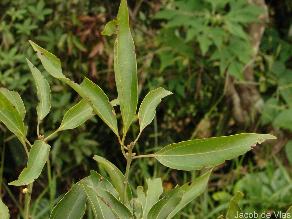 Neolitsea cassia (L.) Kosterm.